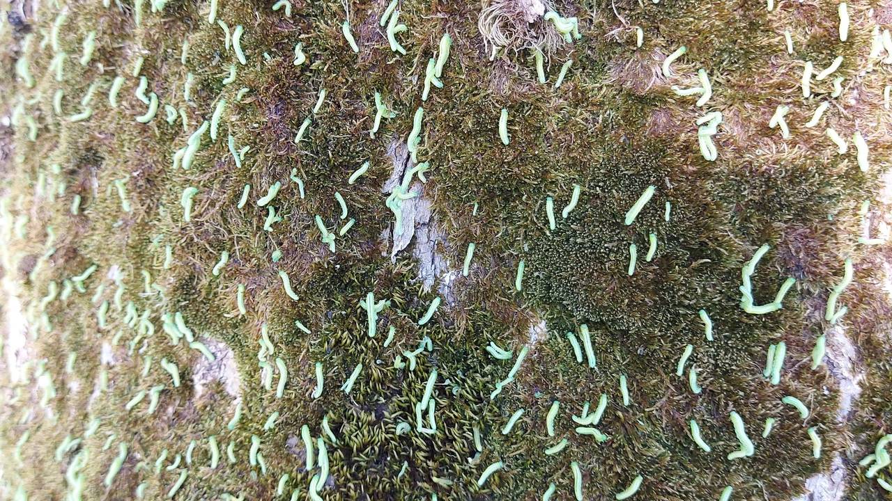 Horder med larver av askebladveps, Tomostethus nigritus, i Rissa, Indre Fosen