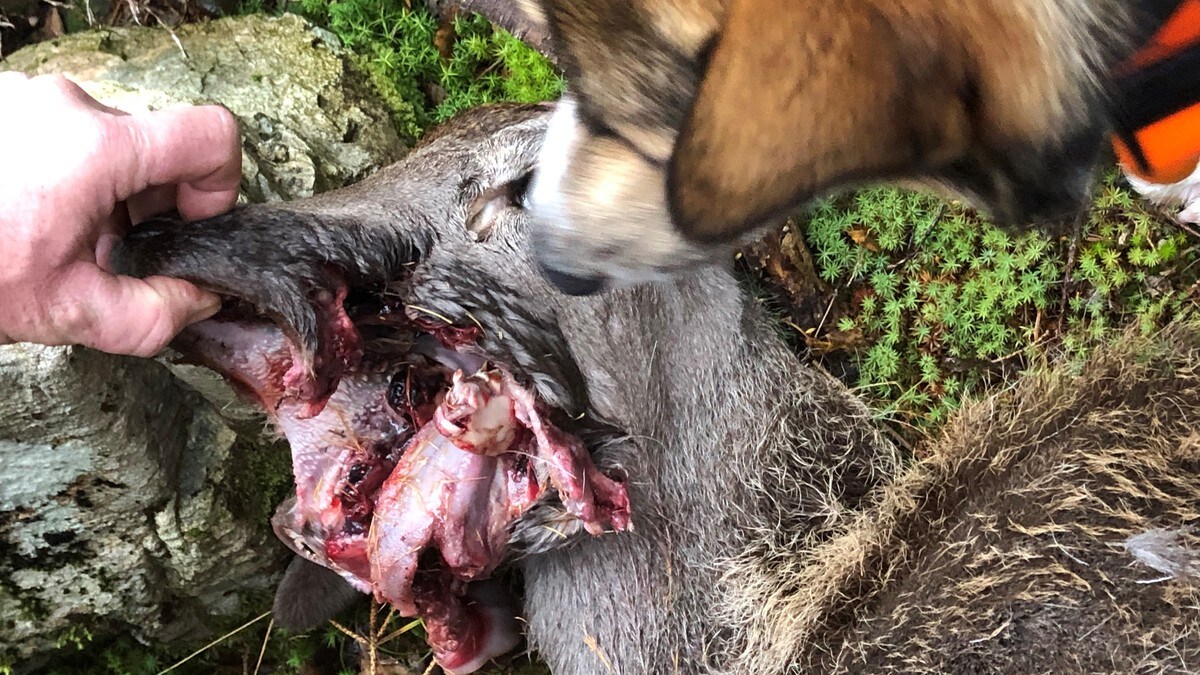Hjortekalven fekk kjeven skoten av – fleire har meldt saka til politiet