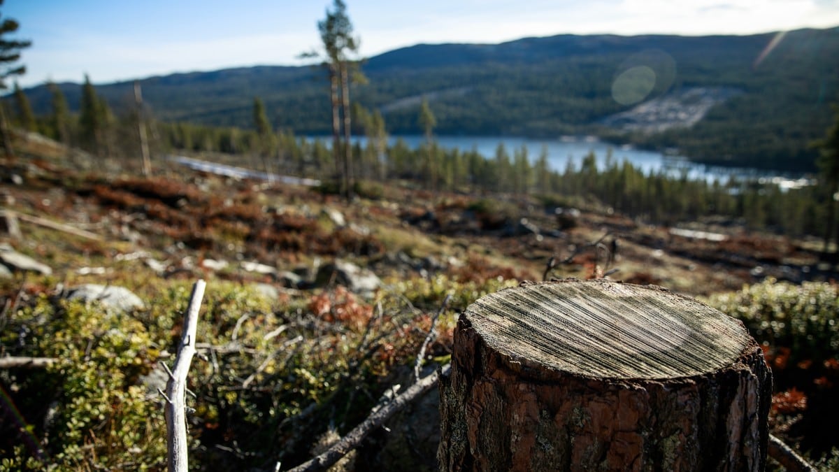 Hogde skog med truede arter. Nå etterforsker politiet