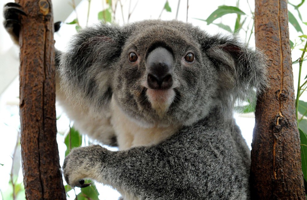 Slår alarm om koalaen – ber statsministeren i Australia om hjelp