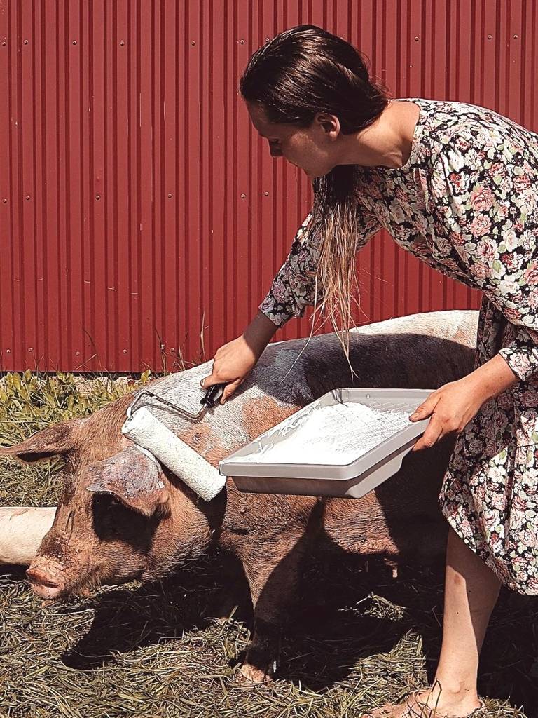 Dyrevelferd Kan Redde Bønder Og Ruste Norsk Matproduksjon Mener ...