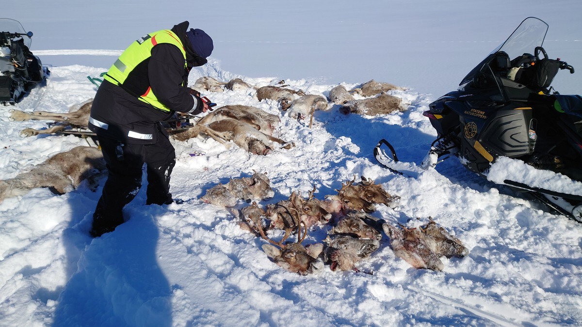 Villrein tatt av snøras på Hardangervidda
