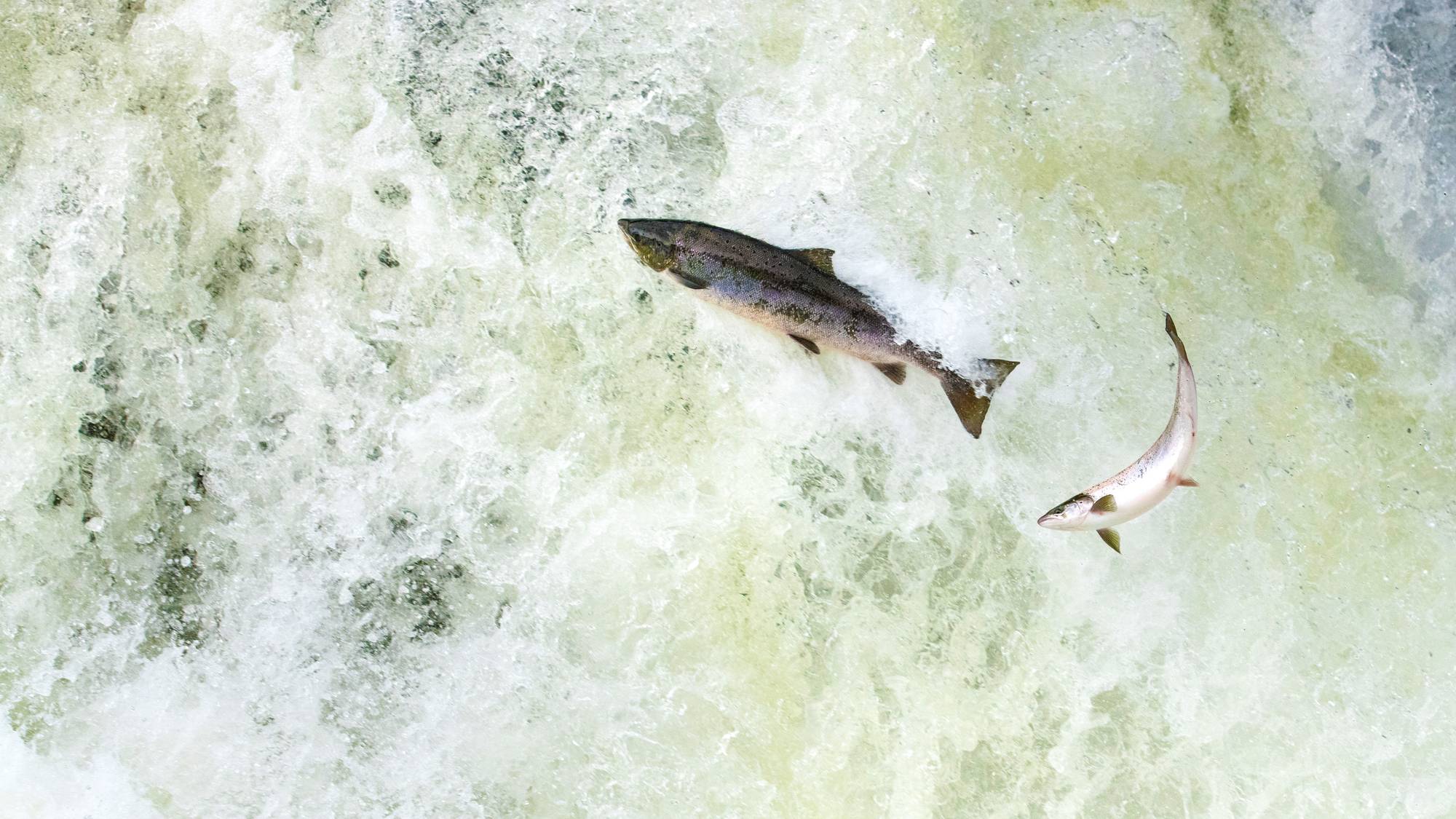 Villaks på vei opp strykene i Vestre Jakobselv i Finnmark.