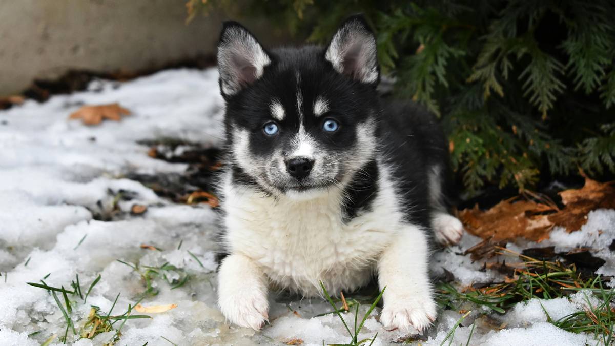 Reagerer på ny blandingsrase: – Kjøper hund for «likes»