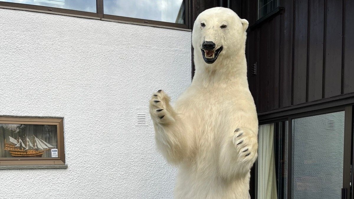 Selger isbjørn til 300.000: Får innboksen full av fjas