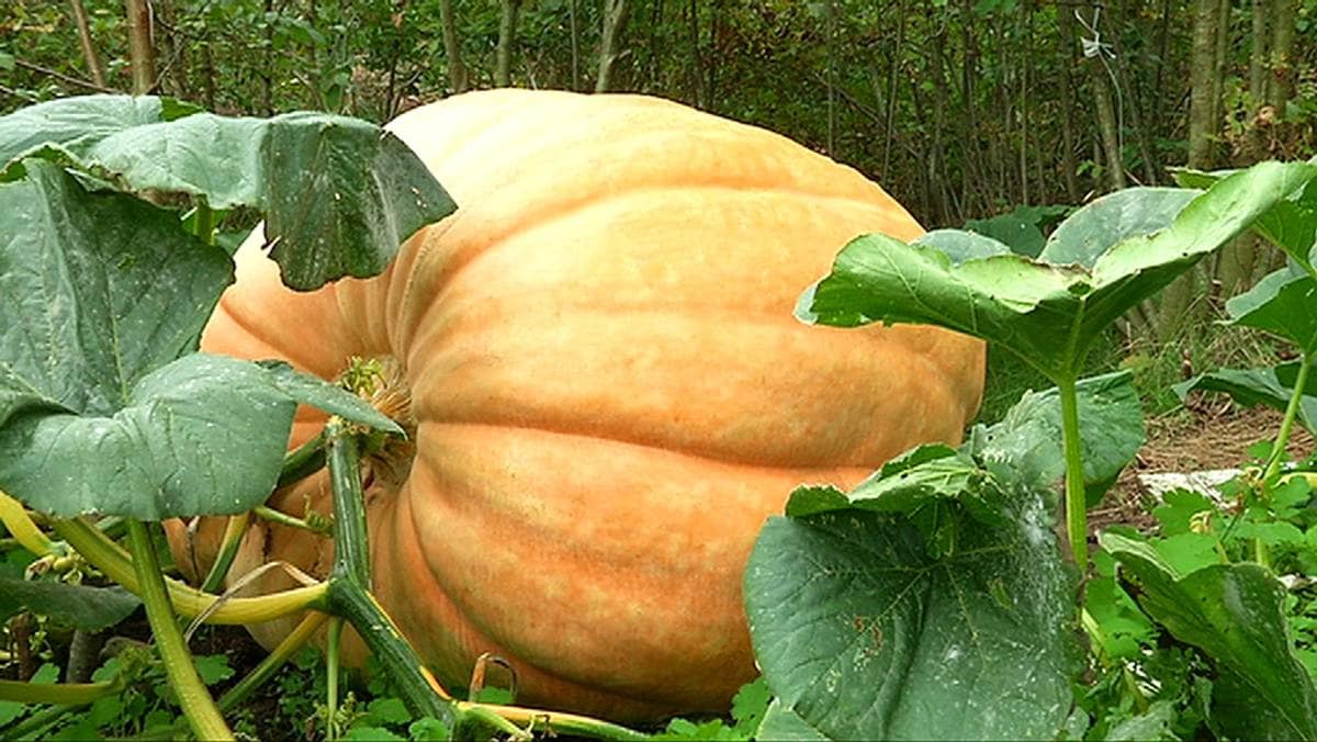The biggest pumpkin in Norway – NRK Sørlandet – Local news, TV and radio