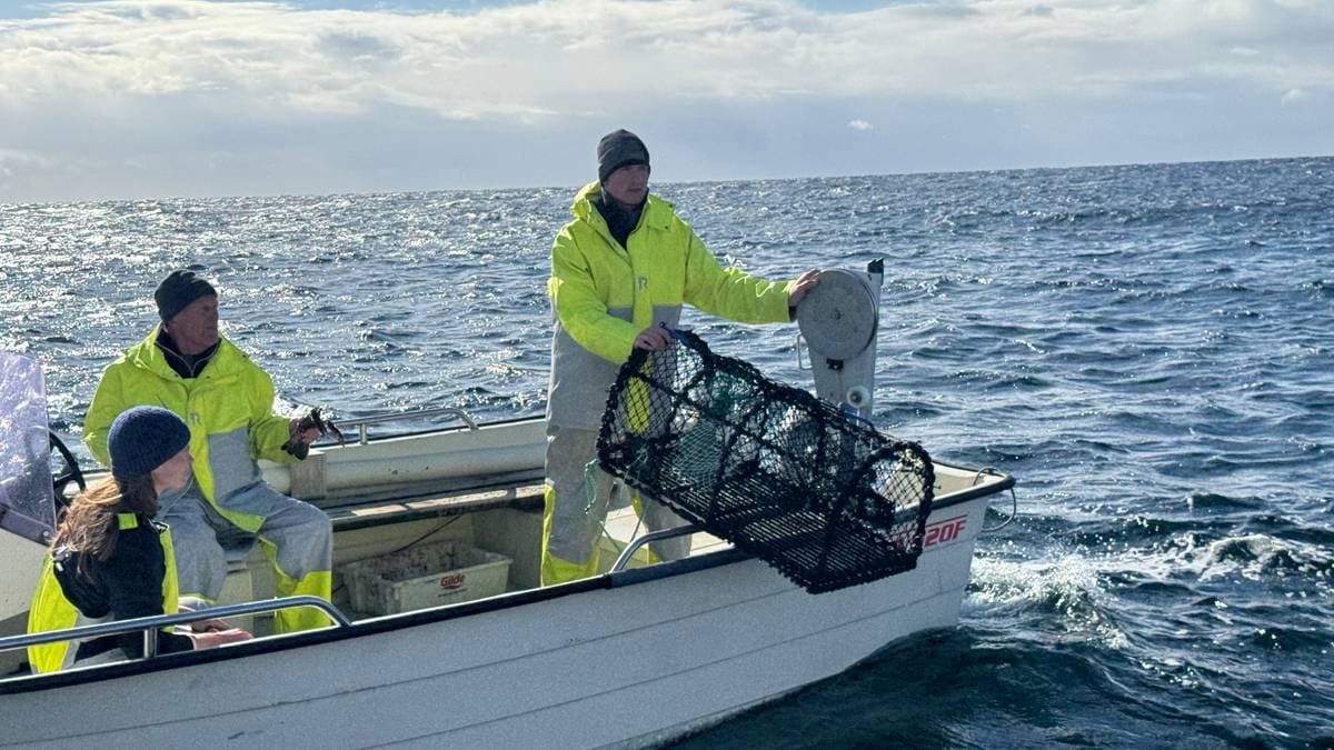 Hummerfiske før 1. oktober – med forskernes tillatelse