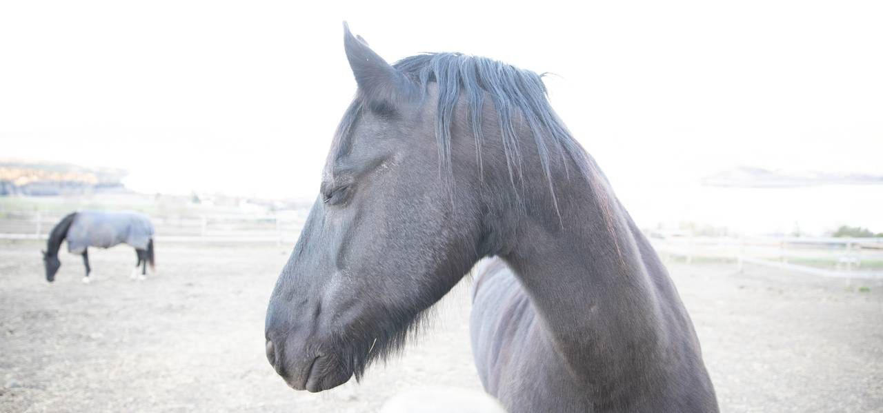 En svart hest står nær kameraet med  lukkede øynene og hodet vendt til siden