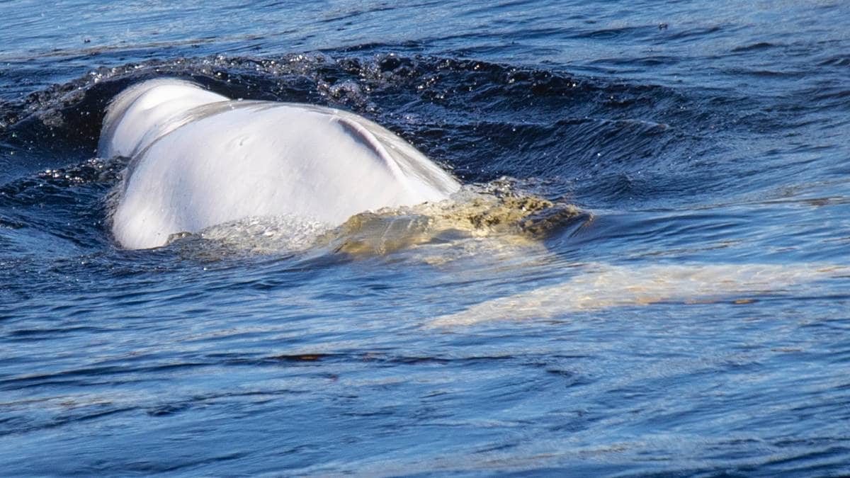 Hvithvalen kan forstyrre regatta