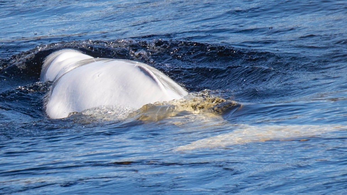 Hvithval observert i Hokksund