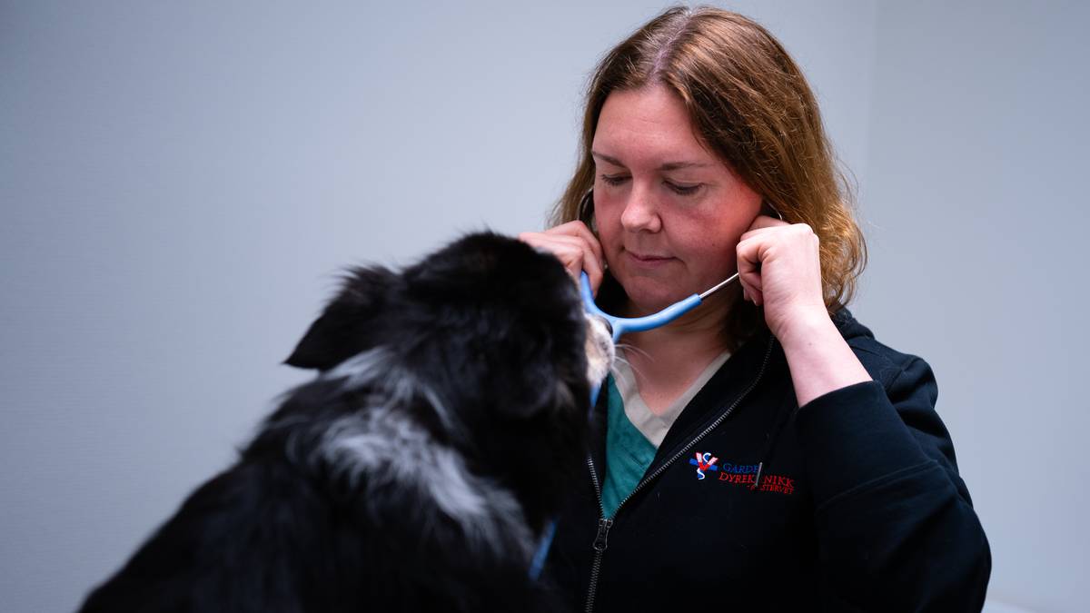 Krev same pris for å ta imot sjuke dyr – no fryktar veterinærane straff