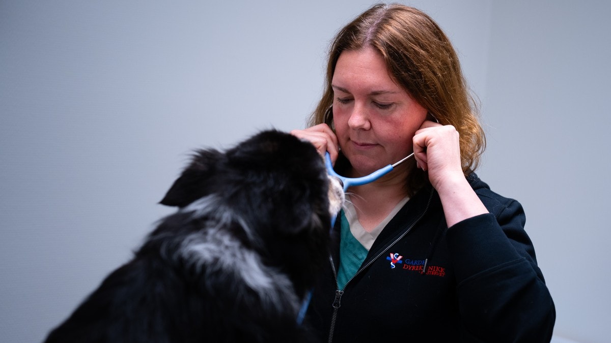 Dyreklinikkar tør ikkje vere med i vaktordning: Hund døydde medan vakta står tom
