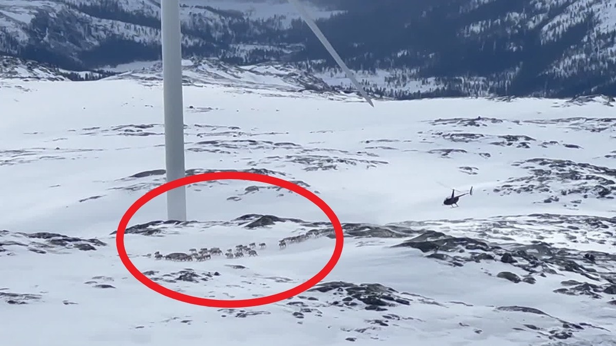 Øyfjellet-rettssaken: Mener denne videoen beviser at vindkraften ikke ødelegger for reinen