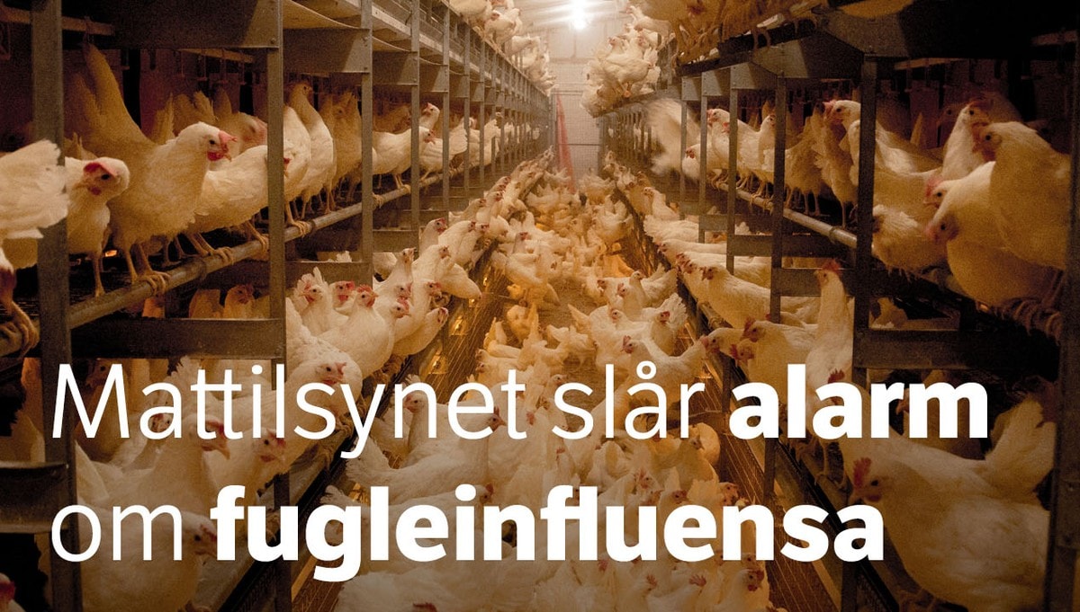 Hever Trusselnivaet For Fugleinfluensa Nrk Rogaland Lokale Nyheter Tv Og Radio