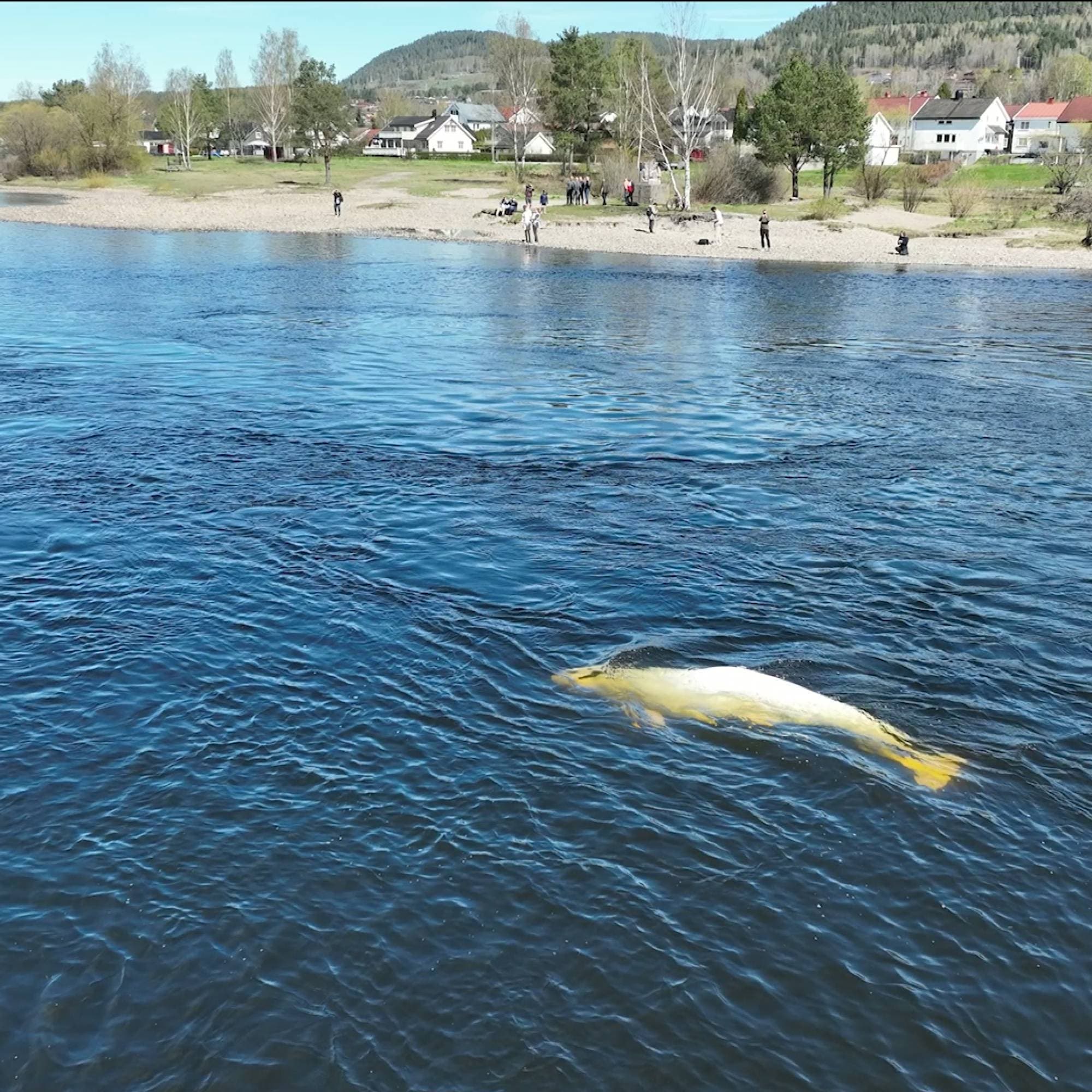 Observert Hvithval observert i Hokksund – NRK Buskerud – Lokale nyheter, TV og radio