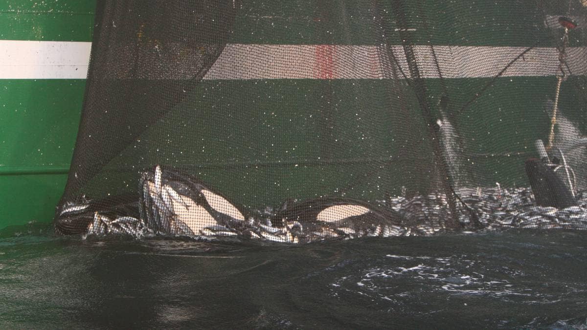 Fisket sild: Fikk fire spekkhoggere i nota