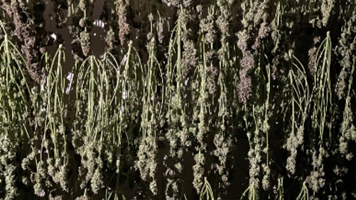 Cannabisbeslaget på Fosen: Mistenker kobling til kriminelle nettverk