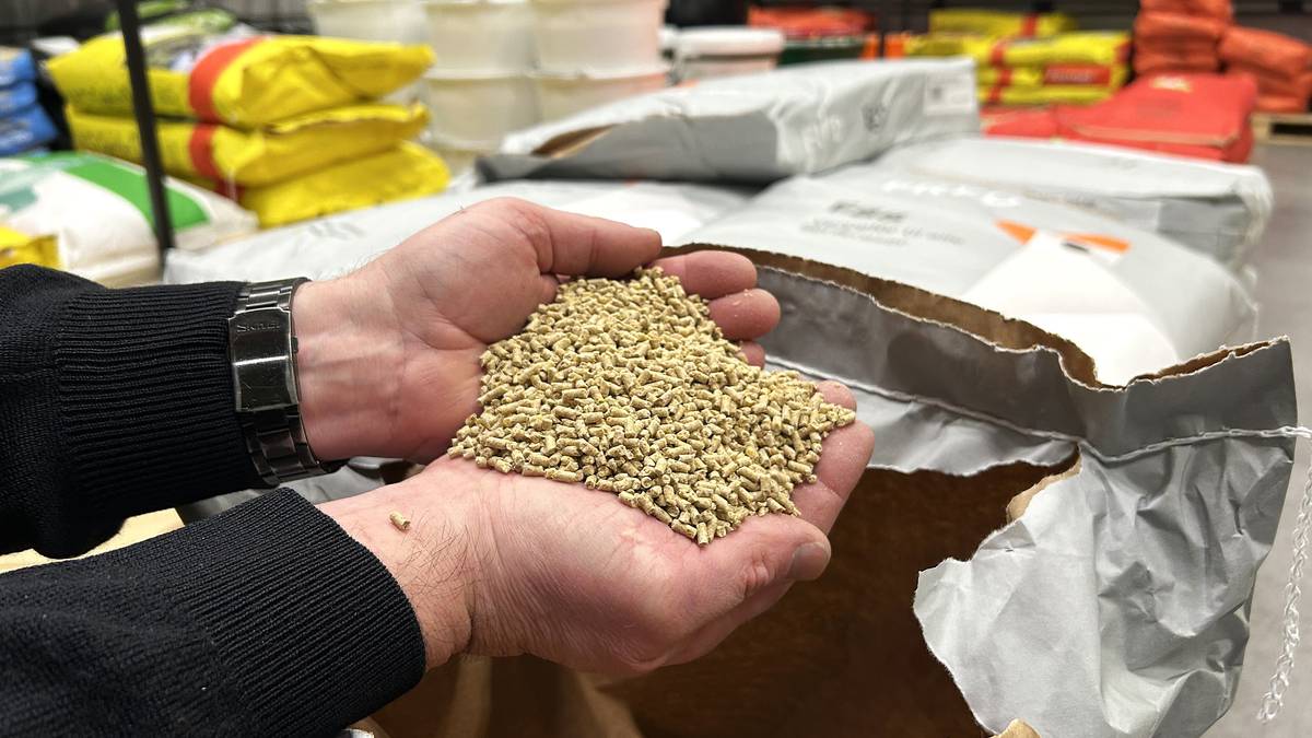 Eggskandalen: No blir granskingsrapporten lagt fram