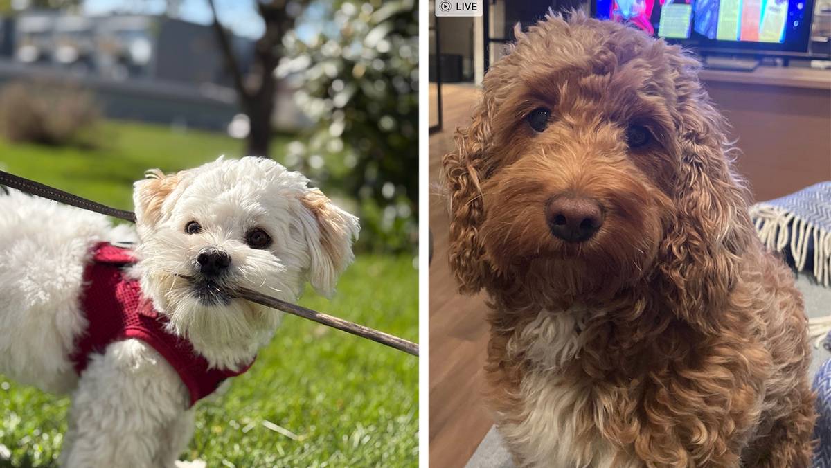 Fleire titalls hundar stakk av på nyttårsaftan: – Rørande engasjement