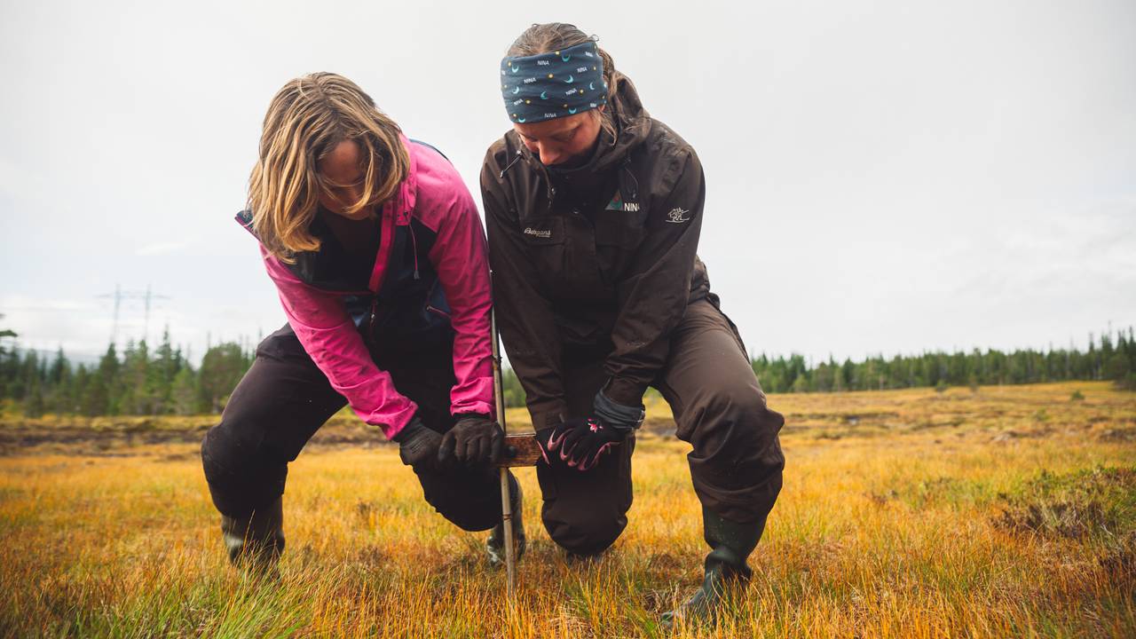 Marte Fandrem og Magni Olsen Kyrkjeeide lener seg med egen kroppsvekt på hver sin side av håndtaket som er festet på stangen som er dyttet ned i myra.