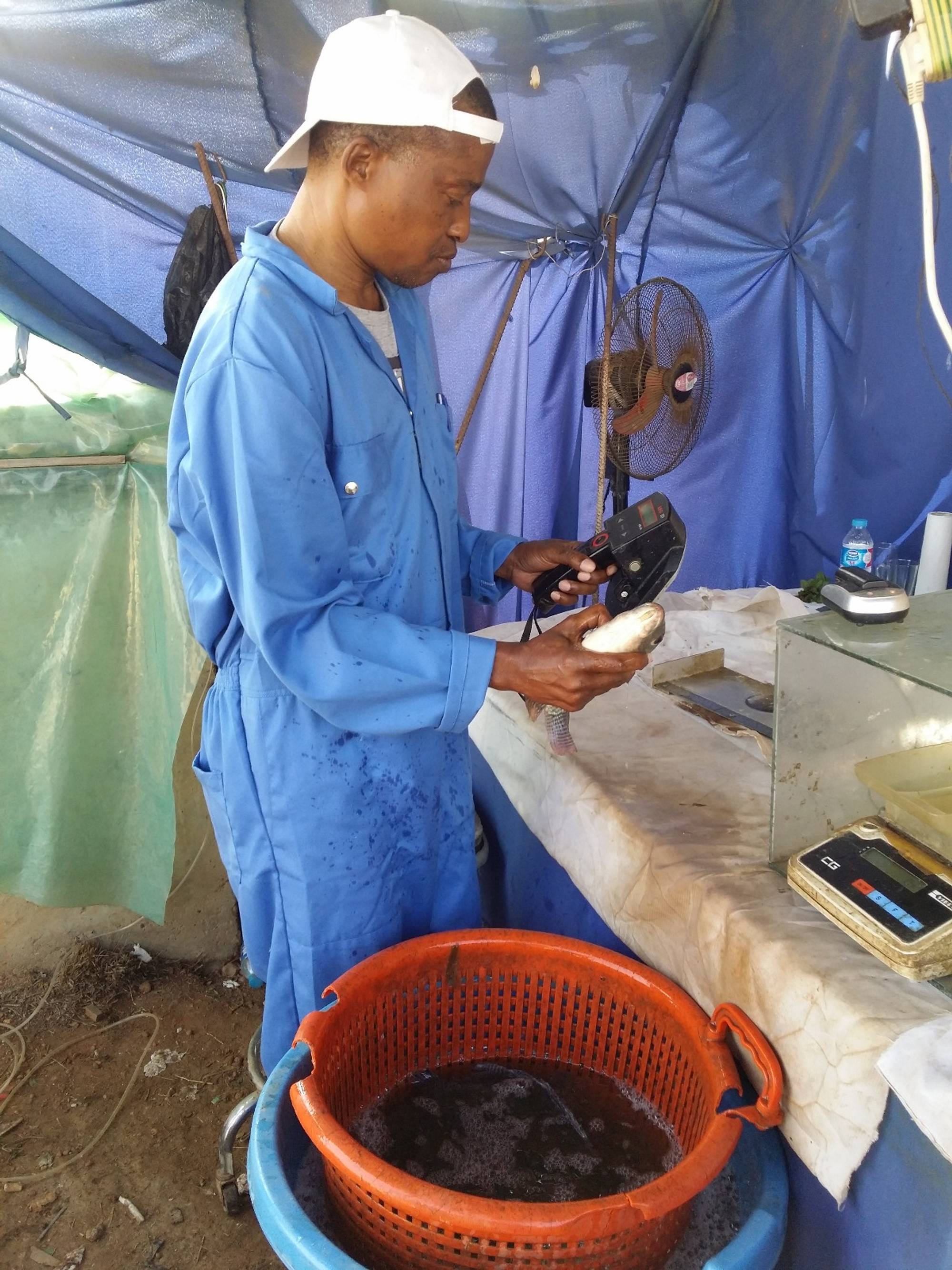 Halare Scanning Pittag upright