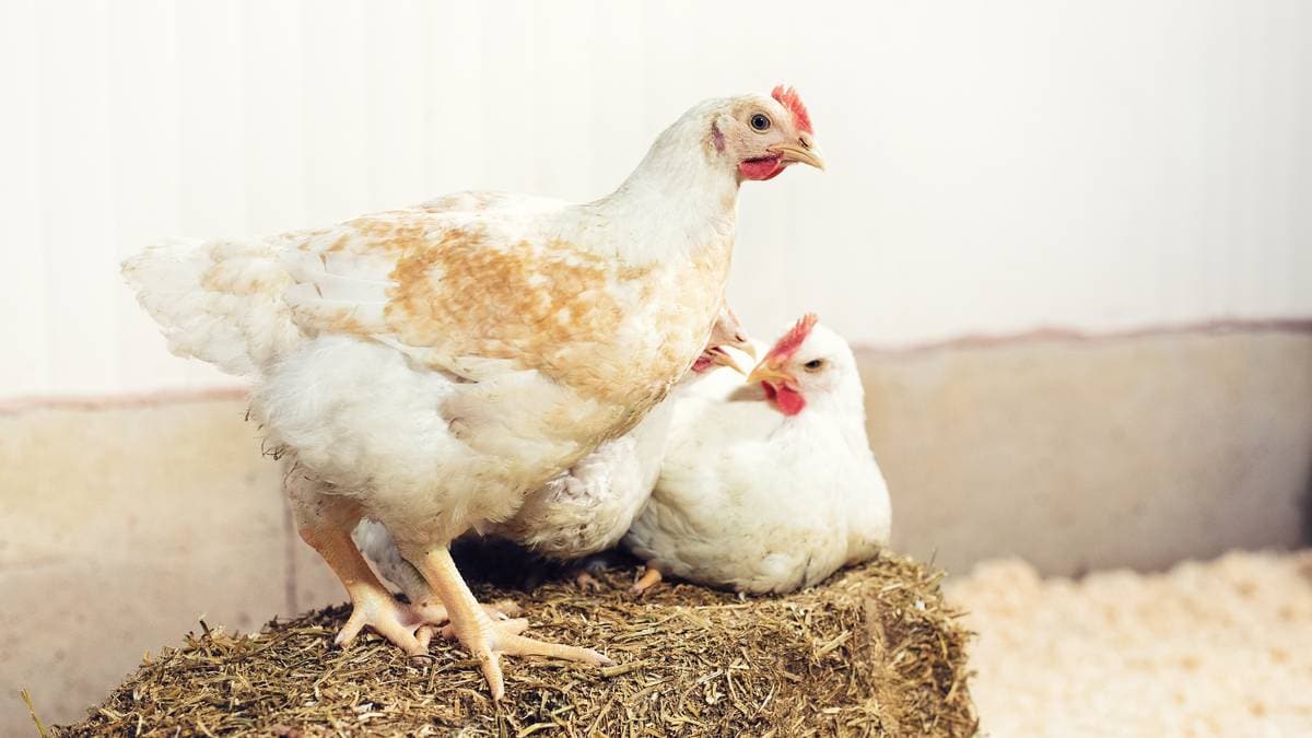 Norsk Kylling inviterer fiskeoppdrett til å læra: – Sakte vekst gir betre dyrevelferd