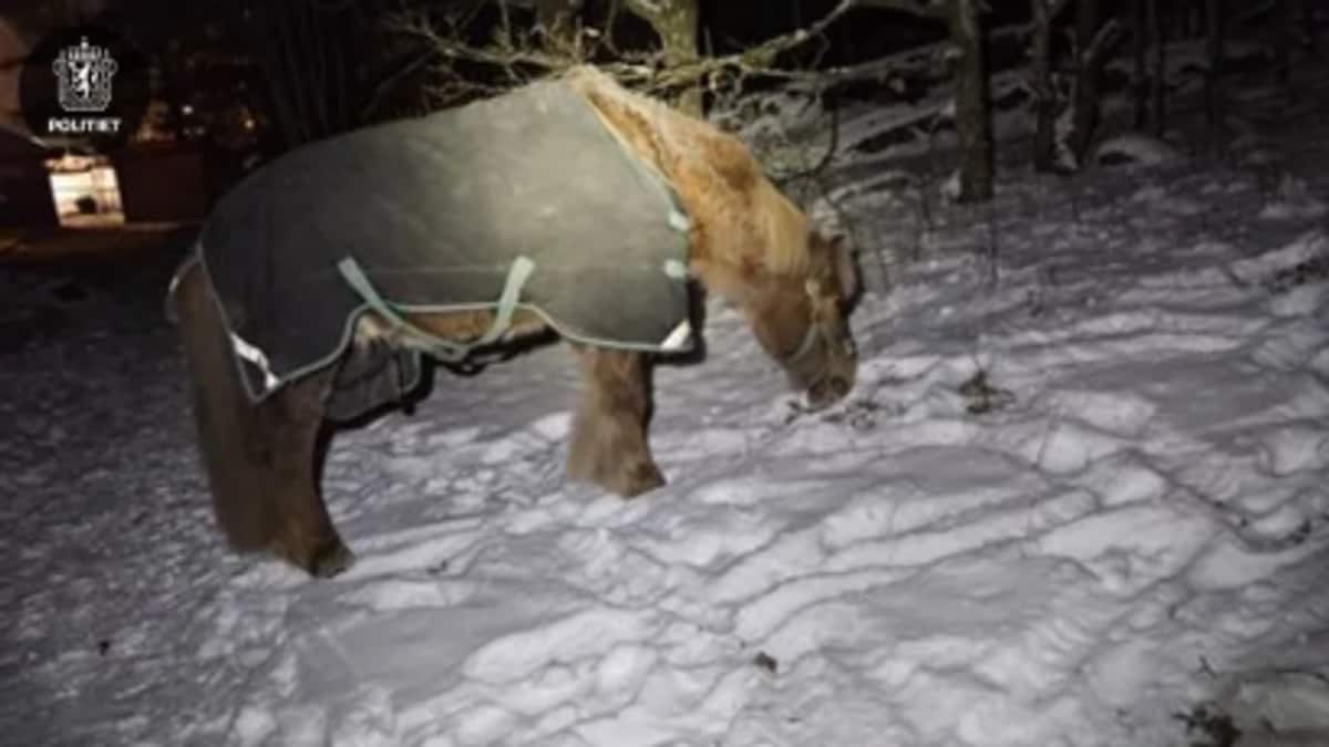 Løse hester skapte trafikk-trøbbel: Ble sperret inne i barnehage