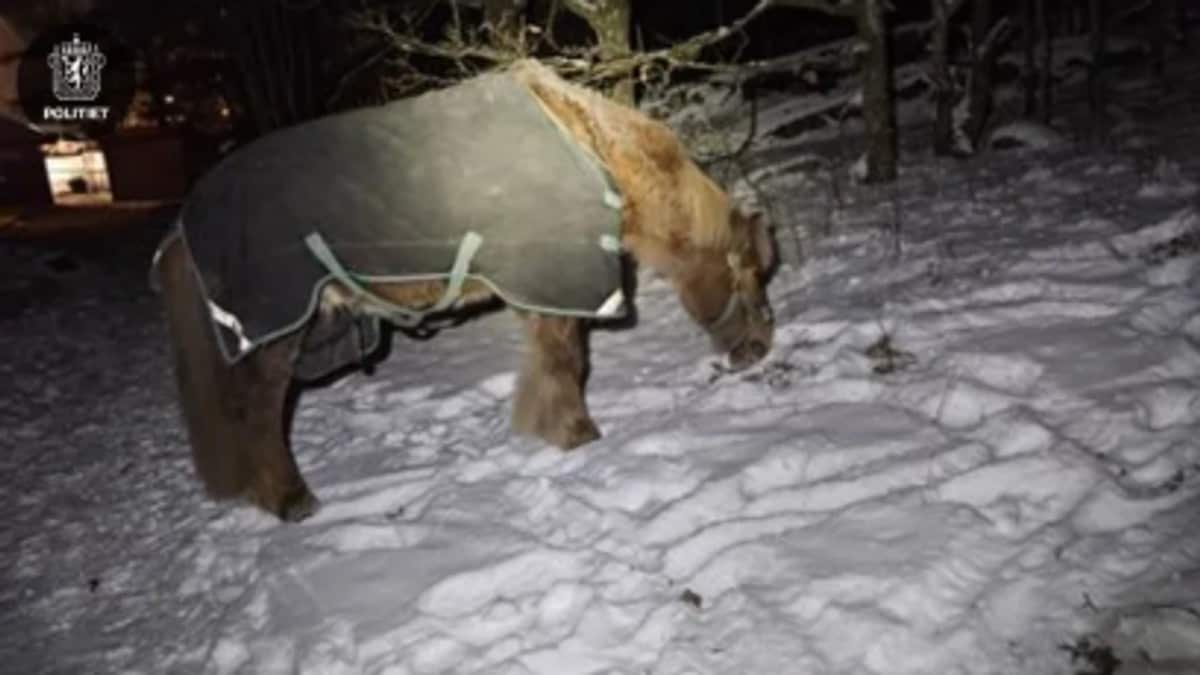 Løse hester skapte trafikk-trøbbel: Ble sperret inne i barnehage