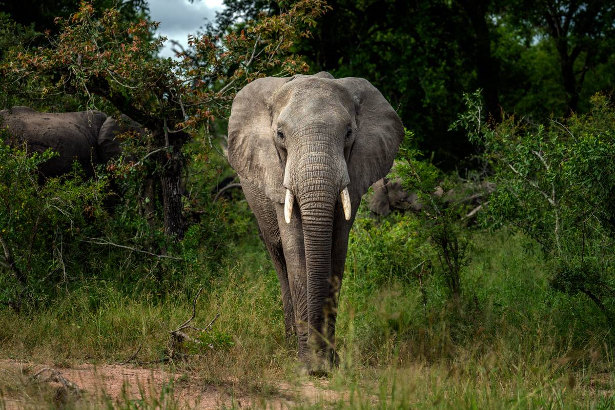 Afrikanske elefanter blitt en truet – NRK Urix Utenriksnyheter og -dokumentarer