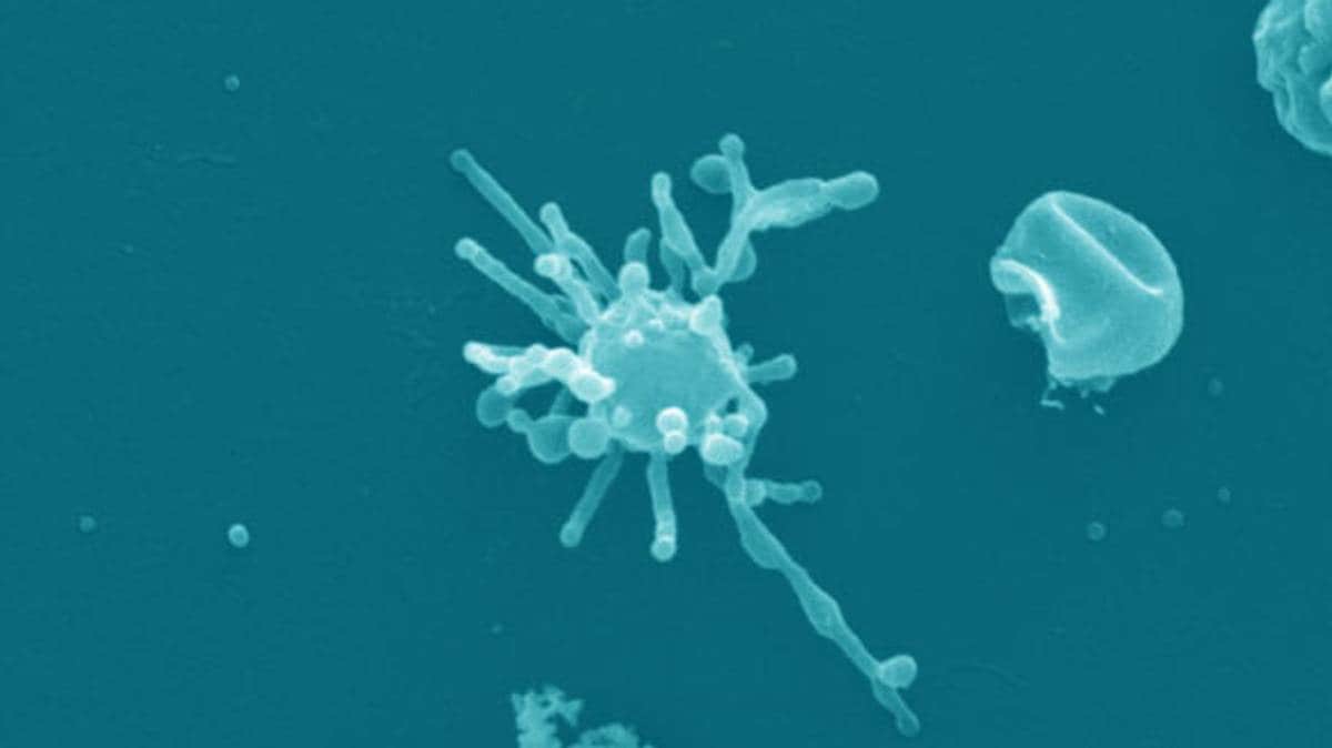 Slik stammer vi alle fra norrøne guder