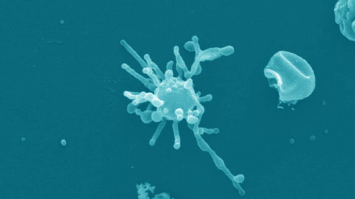 Slik stammer vi alle fra norrøne guder