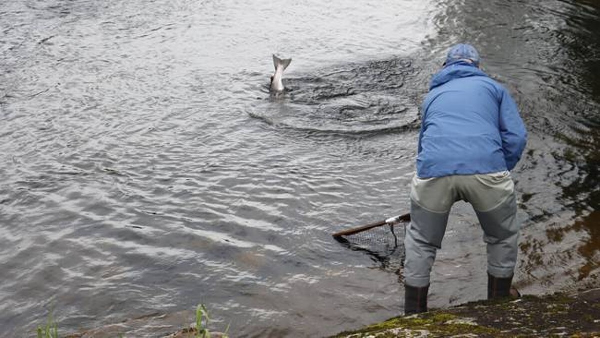Nei til fiske har ført til nok lakseegg i elvene