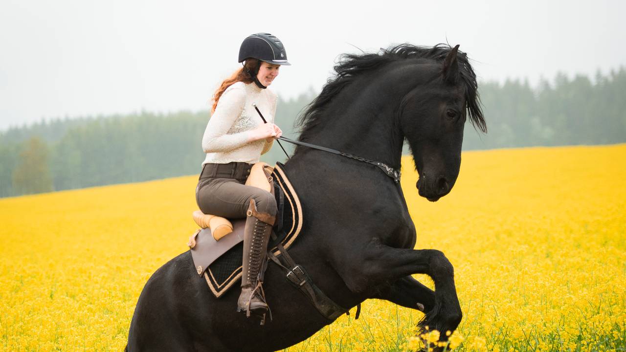 Matilde og Batman rir i blomstrende åker