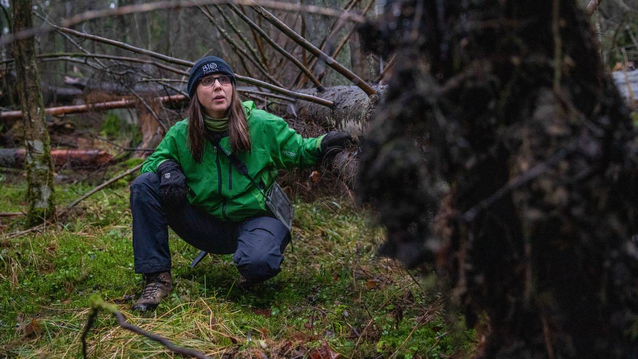 skog vinterbro