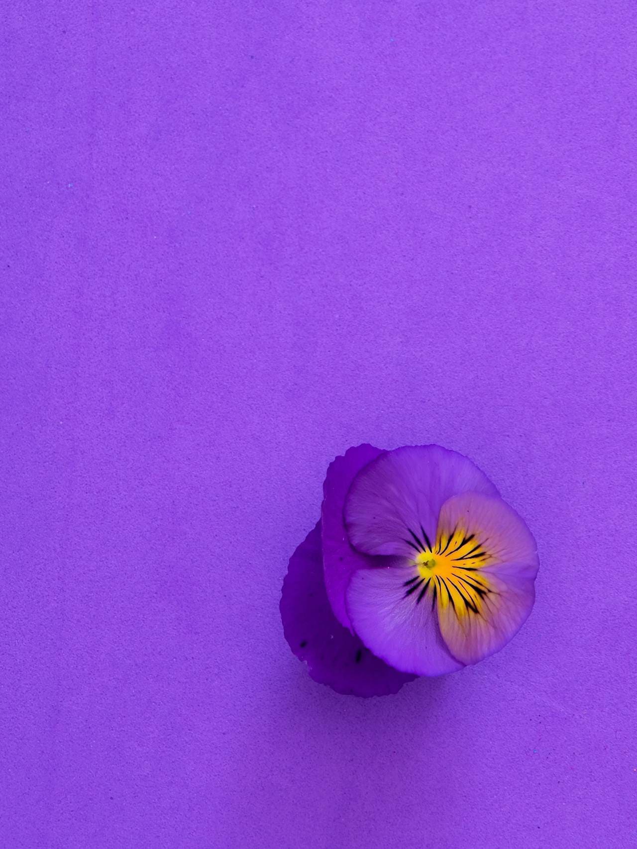 Stemorsblomst på lilla bakgrunn.