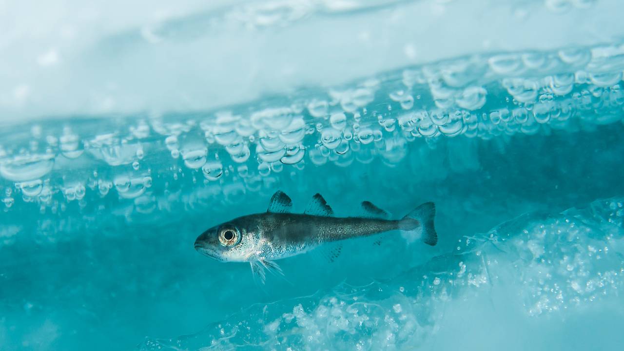En polartorsk svømmer i havisen i Barentshavet