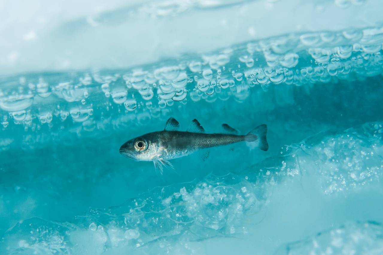 En polartorsk svømmer i havisen i Barentshavet