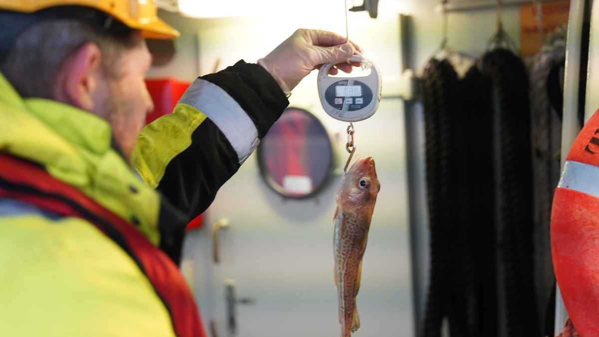 Skulle forske på torsk i Oslofjorden - fikk nesten ikke fisk