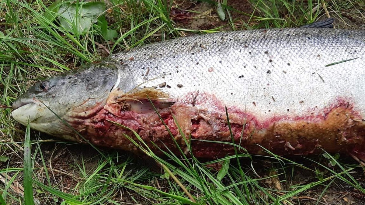 Fryktar spreiing av mystisk sjukdom: – Dette er fisk som rotnar levande