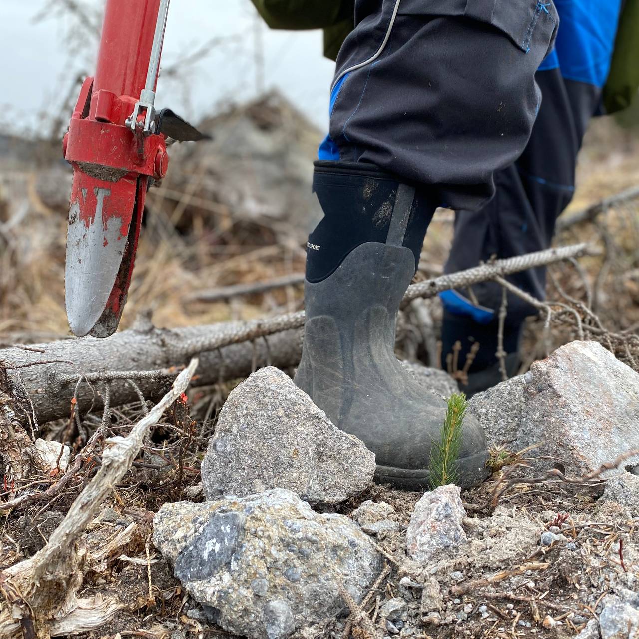 Liten granplante som en dag skal bli skog.