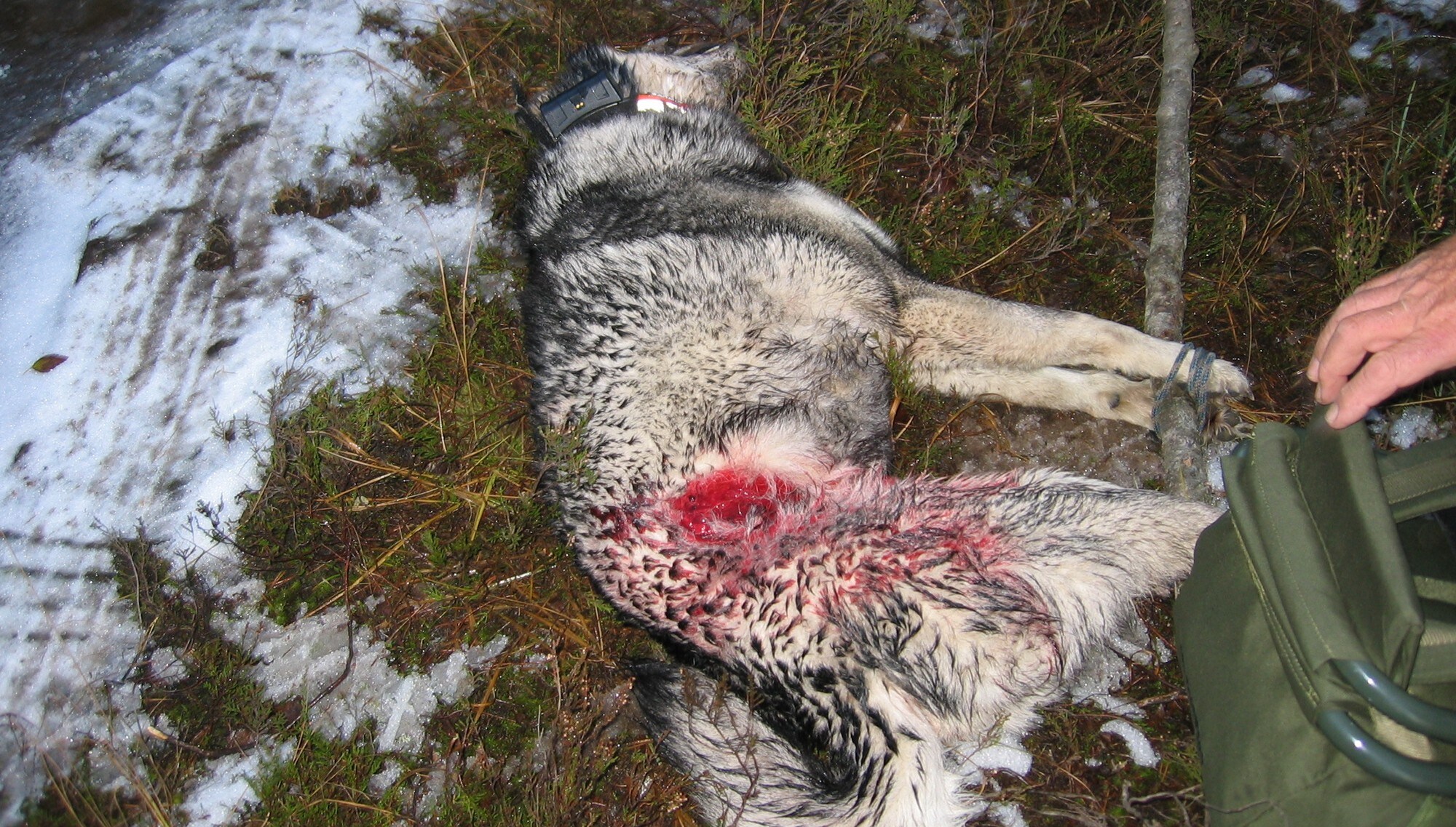 Hund drept av ulv NRK Oslo og Viken Lokale nyheter, TV og radio