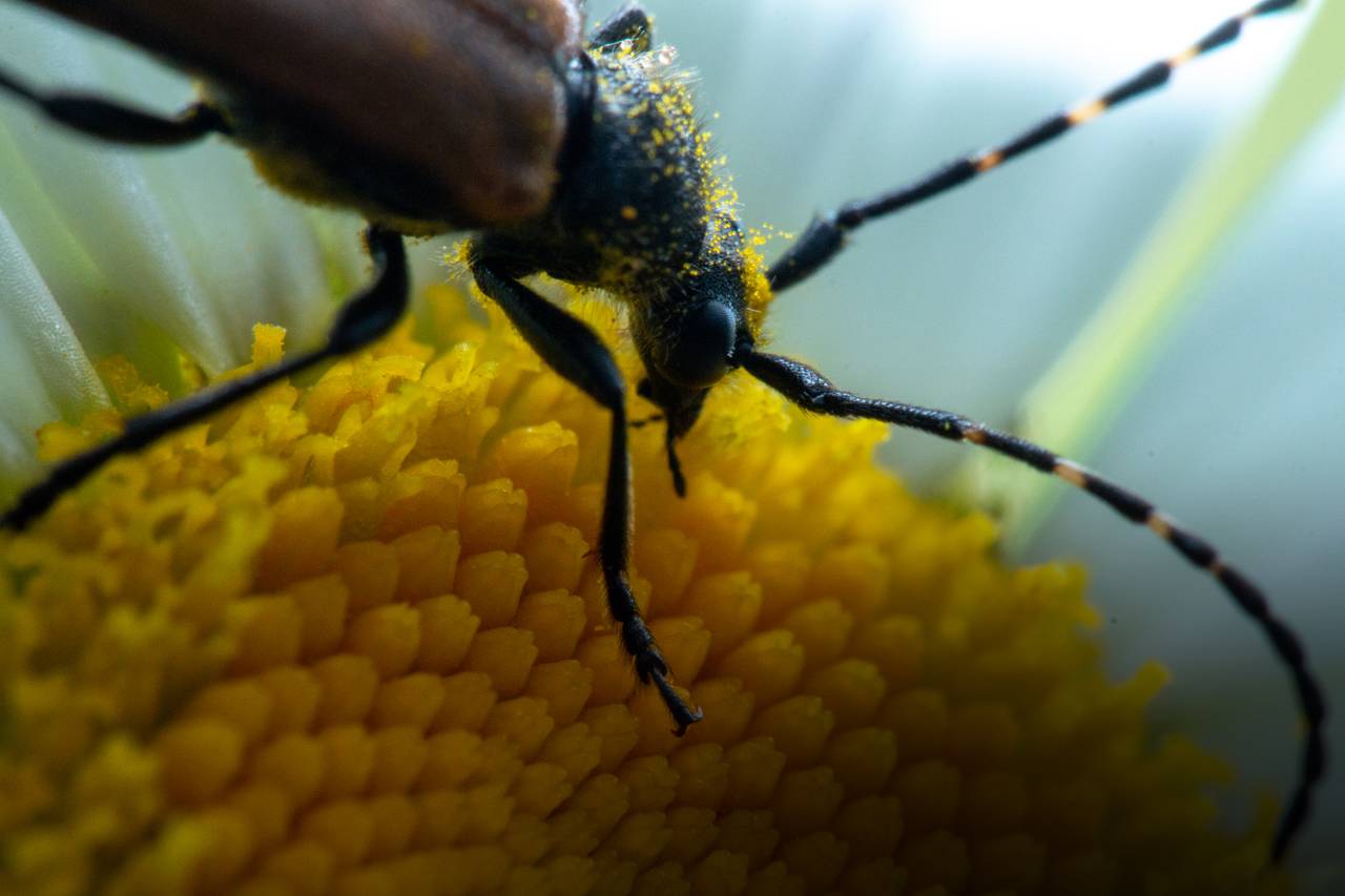 Nærbilde av blomsterbukken som beiter pollen på en prestekrage. Den er dekt av små pollenkorn, og har lange antenner. 