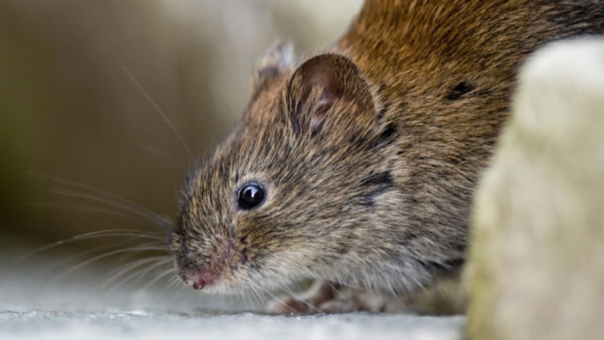 Forsker overrasket: – Rekordmye mus i høst