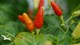 Foto: Colourbox Red and green chilli pepper plant