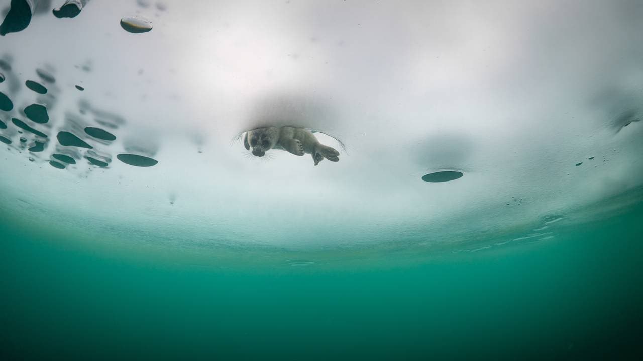 Selunge kikker ned gjennom et hull i isen