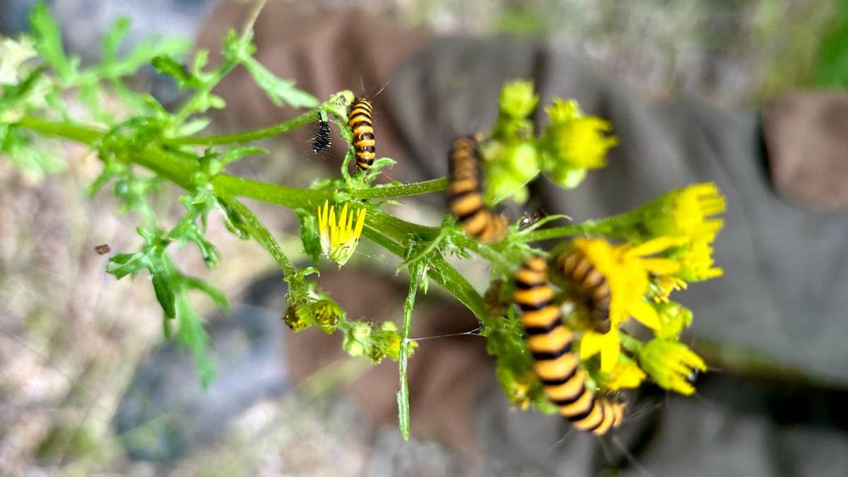 Den rødlista larven mister hjemmet sitt når vi fjerner den giftige planten