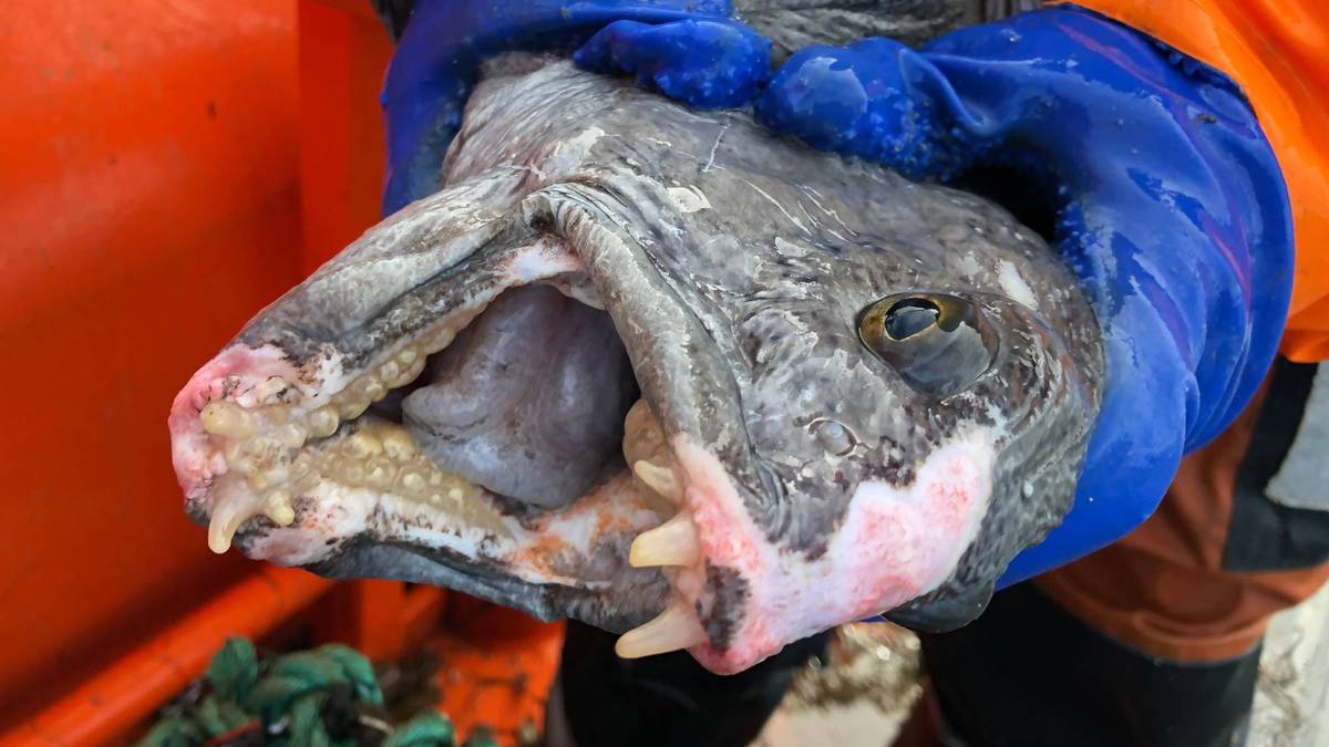 Havforsker mener steinbit bør fredes