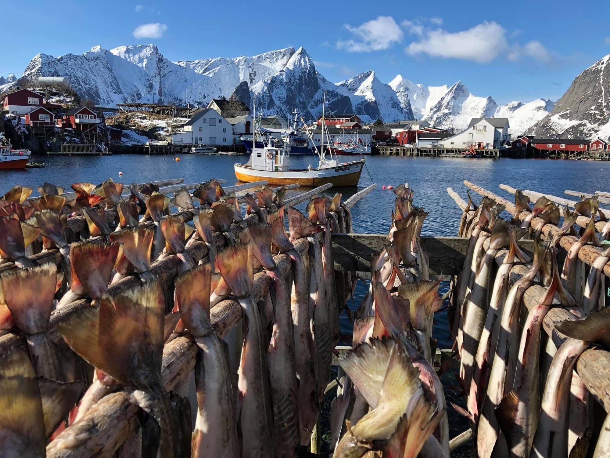 Tørrfisk på hjell ved Hamnøy i Lofoten