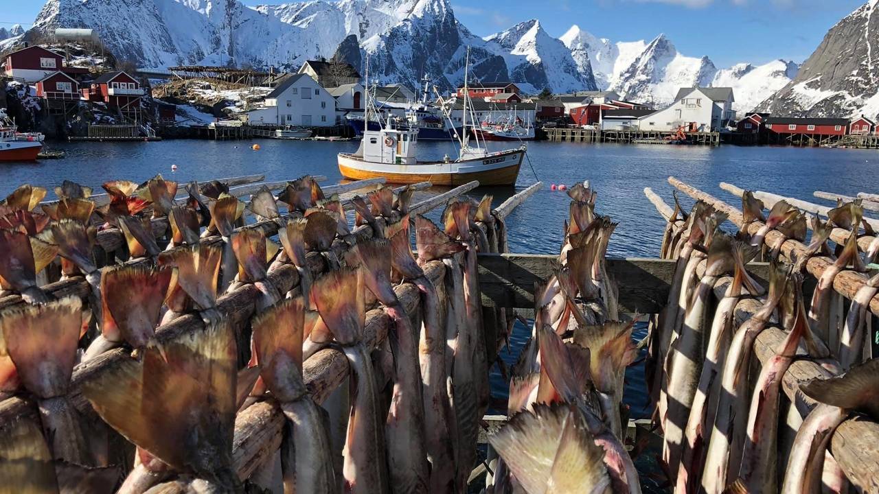 Tørrfisk på hjell ved Hamnøy i Lofoten