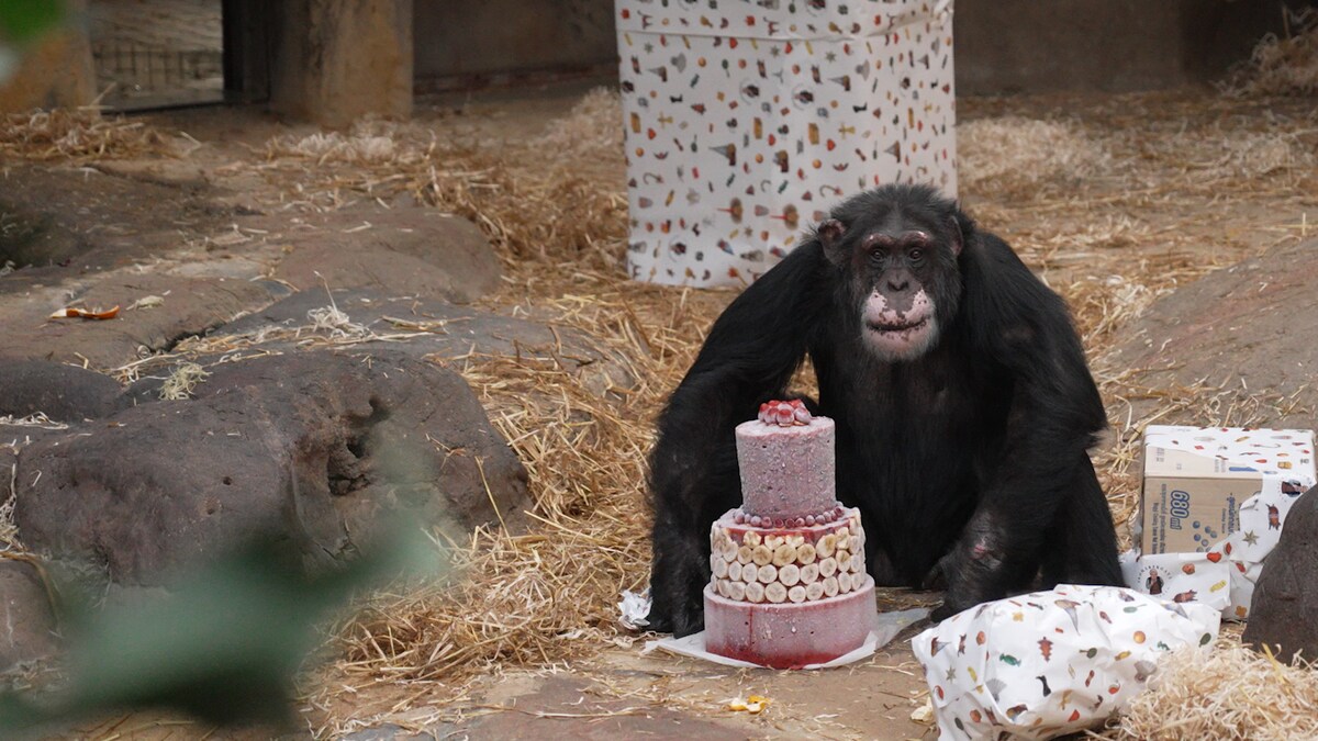 Dokumentarfilm om Julius